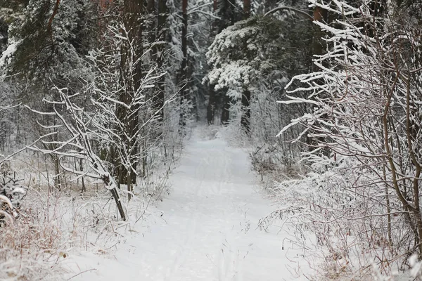 Vinterlandskap. Skog under snön. Vinter i parken. — Stockfoto