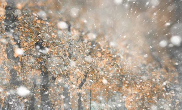 Parco autunnale sullo sfondo nella prima neve — Foto Stock