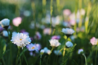 çiftlik doğada açık