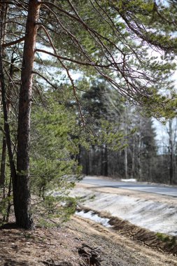 Çam ormanı içinde kar altında baharın başlangıcı. Orman BM