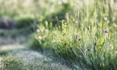 Yatay yaz mevsimindeyiz. Yeşil ağaç ve otların arasında bir kırsal manzara. Doğa yaz günü. Çalılar yapraklarda
