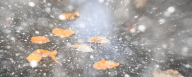 Arka plan sonbahar parkta ilk kar