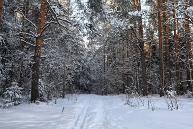 güneşli kış günü bir şiddetli kar fırtınası sonra çam ormanı
