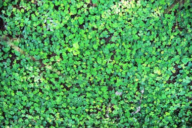 Bitki yonca dört yaprak arka plan. İrlanda geleneksel sembolü