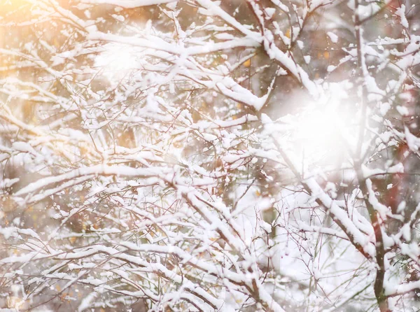 Vinterparken. Landskap i snöigt väder. Januari. — Stockfoto