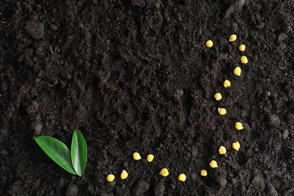 地面の種春に植えるための種子の準備 地面の種の芽 — ストック写真