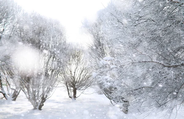 Parque de Inverno. Paisagem em tempo nevado. Janeiro . — Fotografia de Stock