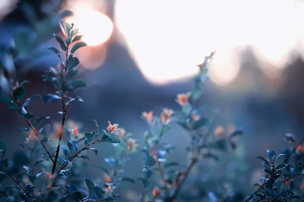 Wildblume. kleine Blumen auf einer grünen Wiese. — Stockfoto