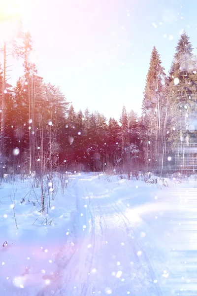 Floresta de Inverno num dia ensolarado. Paisagem na floresta em um nevado — Fotografia de Stock