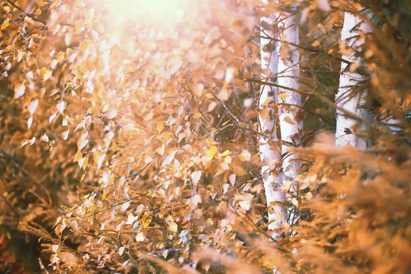 End of summer season in the park — Stock Photo, Image