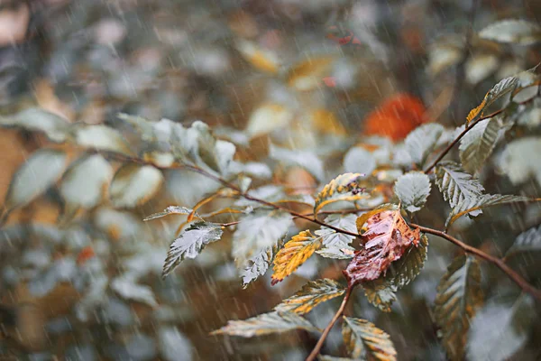 가을에 공원에서 내리는 — 스톡 사진