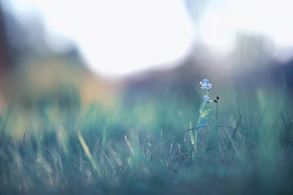 Floare sălbatică. Flori mici pe o pajiște verde . — Fotografie, imagine de stoc