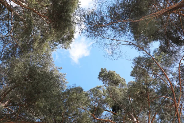 Las copas de árboles siempreverdes contra el cielo — Foto de Stock