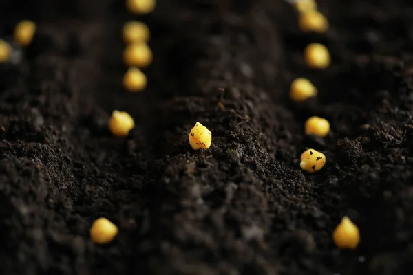 Sementes Chão Preparação Sementes Para Plantio Primavera Brotos Sementes Solo — Fotografia de Stock