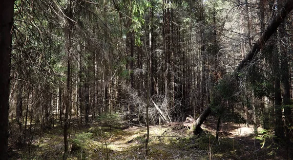 Kiefernwald. Tiefen eines Waldes. Fahrt über Waldwege. Nein. — Stockfoto