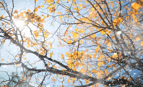 Herbstpark im ersten Schnee — Stockfoto