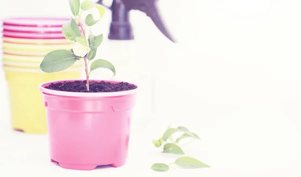 Planta Envasada Transplante Cuidado Backgroun Branco — Fotografia de Stock