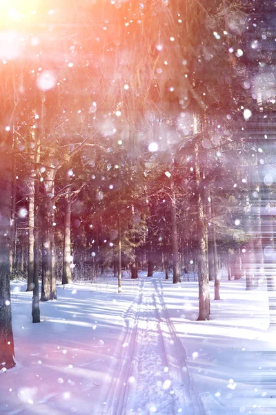 Vinter skog på en solig dag. Liggande i skogen på en snöig — Stockfoto