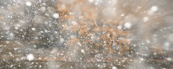 Fondo parque de otoño en la primera nieve — Foto de Stock