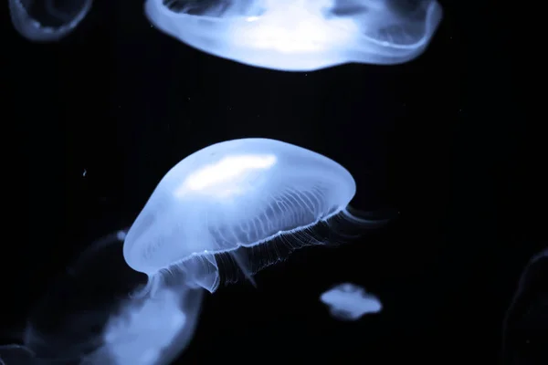 Blue jellyfish swim under water — Stock Photo, Image