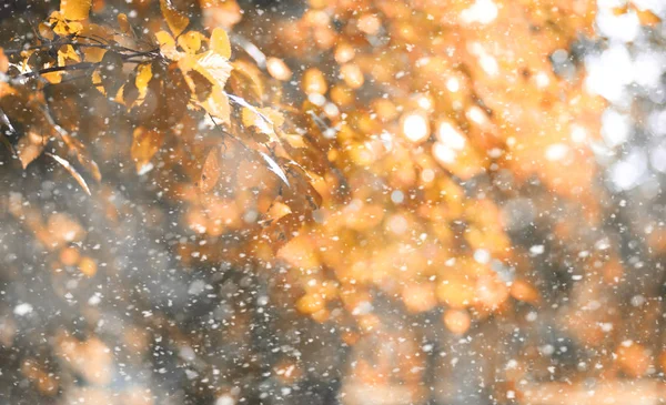 初雪の秋の公園 — ストック写真
