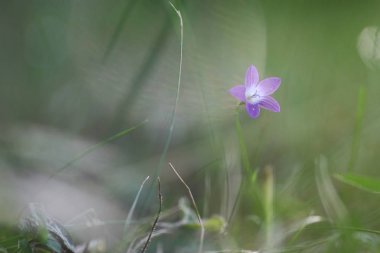 Mor çan niteliğine