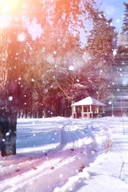 Güneşli bir kış orman. Ormanda bir karlı manzara