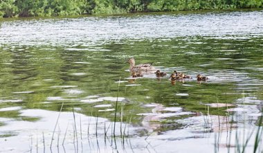 Su birikintisi kuşlarda. Bir sürü ördek ve güvercin su. Mi