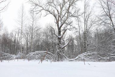 Kış manzara kar expanses kaplı. Kışın bir parkta 