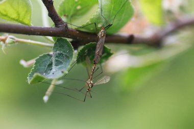 Böcekler bitkilerden tedavisinde