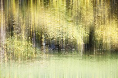 Yağmurlu bir günde sonbahar parkının bulanık görüntüsü 