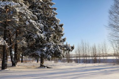 güneşli kış günü bir şiddetli kar fırtınası sonra çam ormanı
