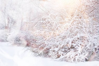 Kış manzarası. Karların altındaki orman. Parkta kış.