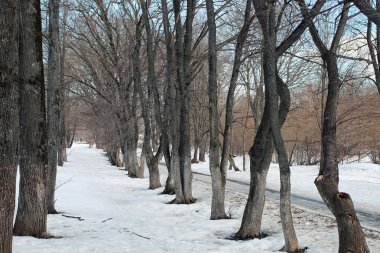 Erimiş kar manzarası ağacı