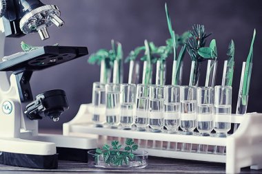 Mikroskop ve laboratuvarda masada ayrılıklar. Yeşiller gmos üzerinde çalışma.