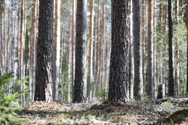 Çam ormanı içinde kar altında baharın başlangıcı. Orman BM