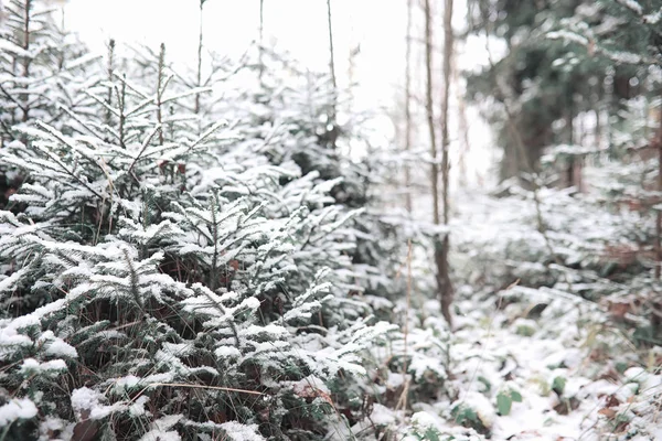 Winter forest. Landscape of winter forest on a sunny day. Snow-c