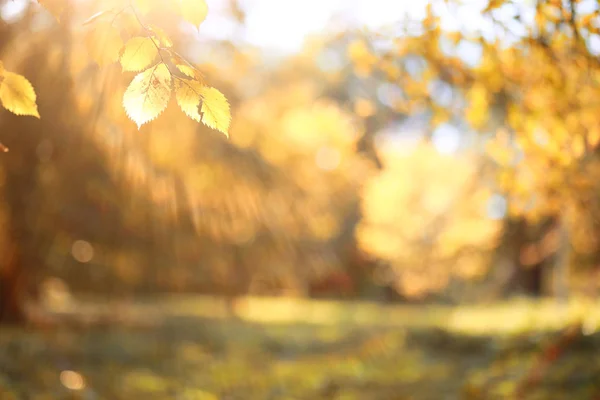 Autumn background in the park — Stock Photo, Image