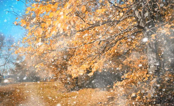 첫눈 속의 가을 공원 — 스톡 사진