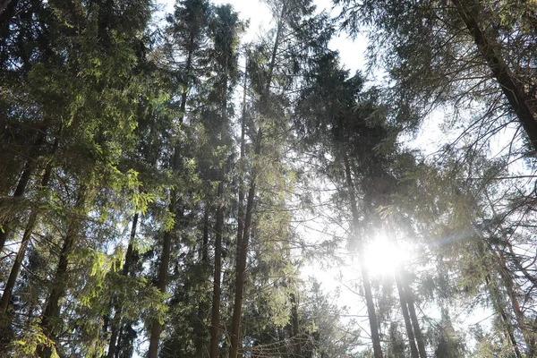 Le cime degli alberi sempreverdi contro il cielo — Foto Stock