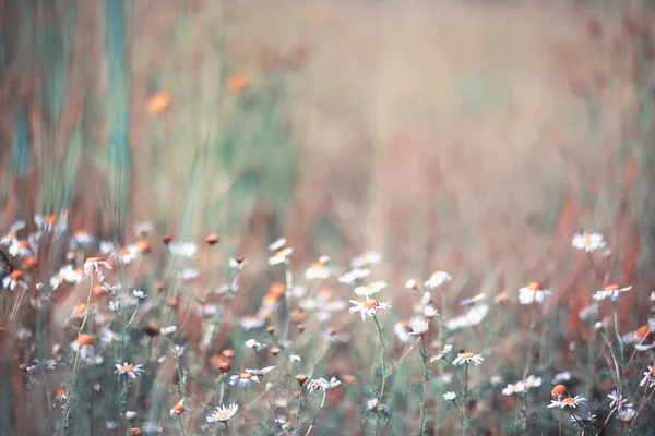 Дикий цветок. Маленькие цветы на зеленом лугу . — стоковое фото