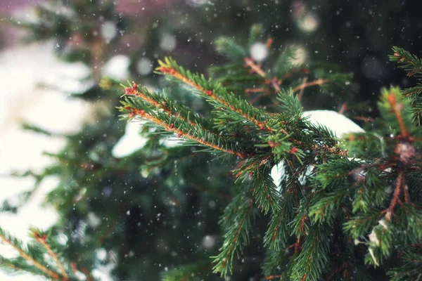 Köknar ağacı kış — Stok fotoğraf