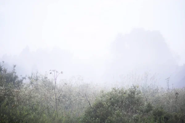 Туман в поле. Вечерняя природа летом с белым туманом . — стоковое фото
