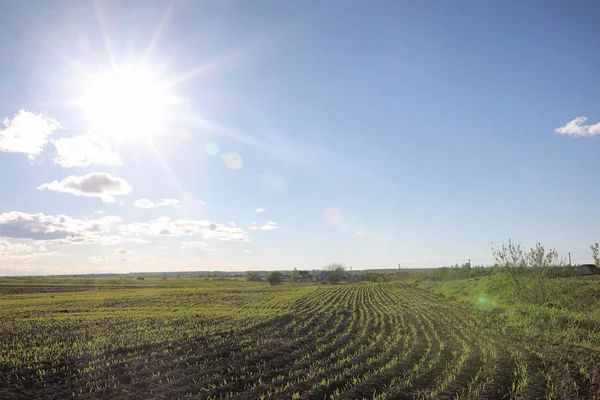 El paisaje es verano. Árboles verdes y hierba en una tierra rural — Foto de Stock