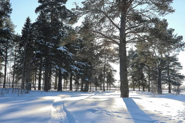 Зимовий ліс вкритий снігом — стокове фото