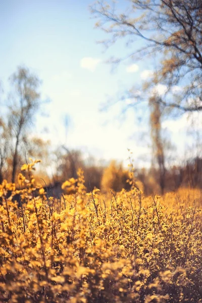 Осенняя природа. Листья и кусты с желтыми листьями в р — стоковое фото