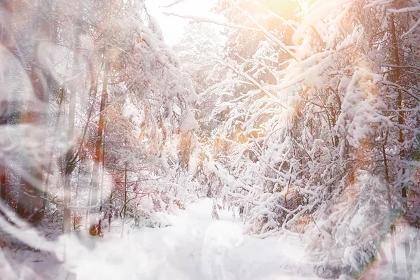 冬の風景。雪の下の森。公園の冬. — ストック写真