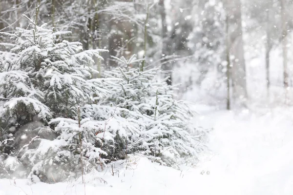 Winter landscape. Forest under the snow. Winter in the park. — Stock Photo, Image