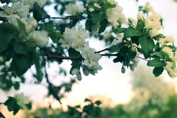 Blume Apfelbaum Sonnenuntergang Makro — Stockfoto