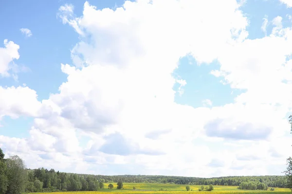 Táj a nyár. Zöld fák, és a vidék föld fű — Stock Fotó